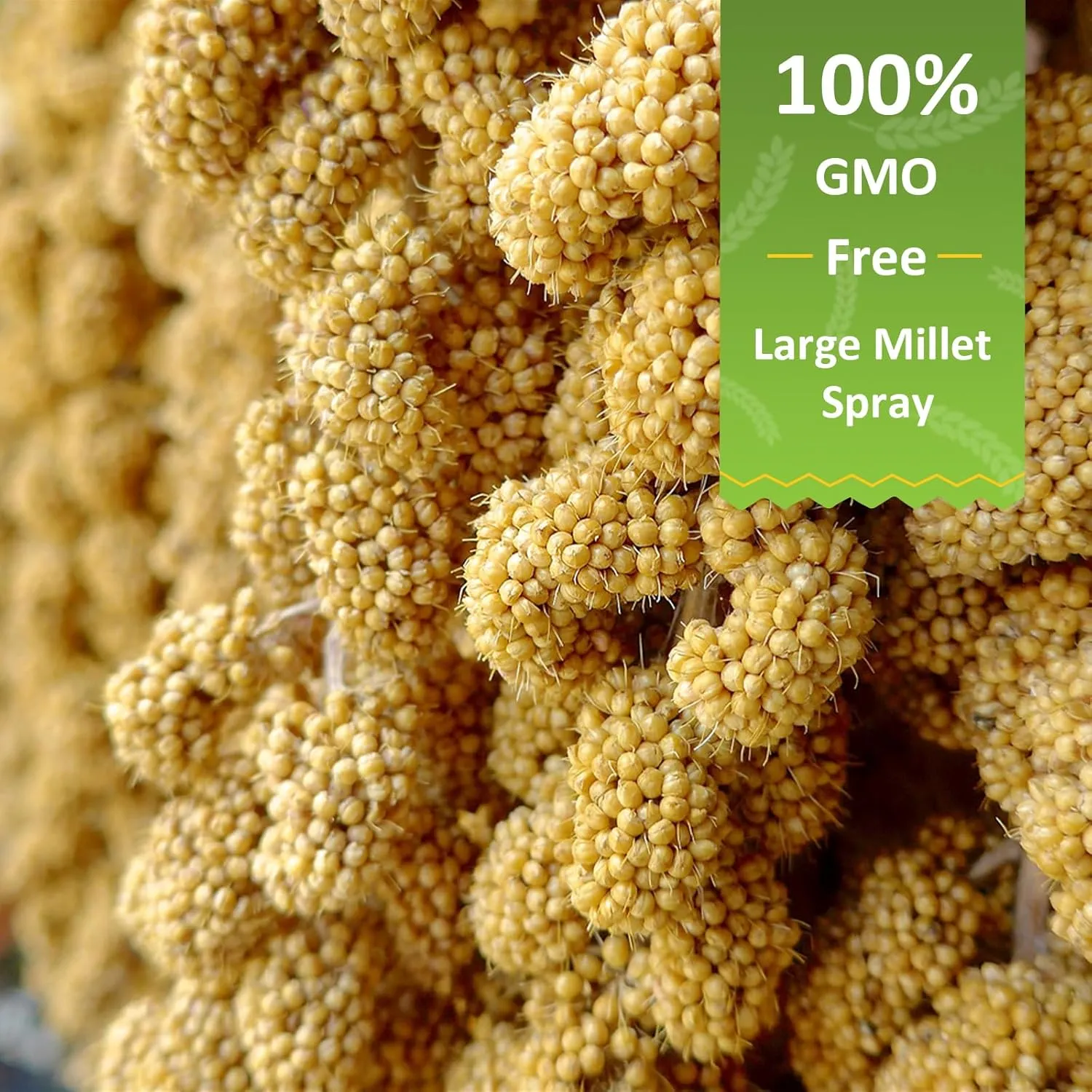 5LB Millet Spray for Birds Parakeets Treats - All Natural Sun-Dried Spray Millet for Parakeets, Cockatiel, Budgie, Finches, Parrots, Hamster, 100% Non GMO Dried Fresh Bird Seed