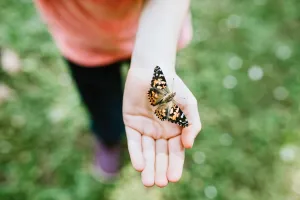 Insect Lore Cup of Caterpillars Basic | 5 Live Baby Painted Lady Caterpillars | Refill for Habitat Kit | Food Included