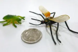 Insect