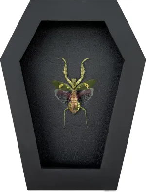 Mantis Beetle Coffin Black Frame Halloween Decor Spooky Gifts Dried Specimen Gothic Decor Taxidermy Gift Entomology Curiosities Shadow Box Oddity Hanging Display Wall Home Decor CF12-62-DE