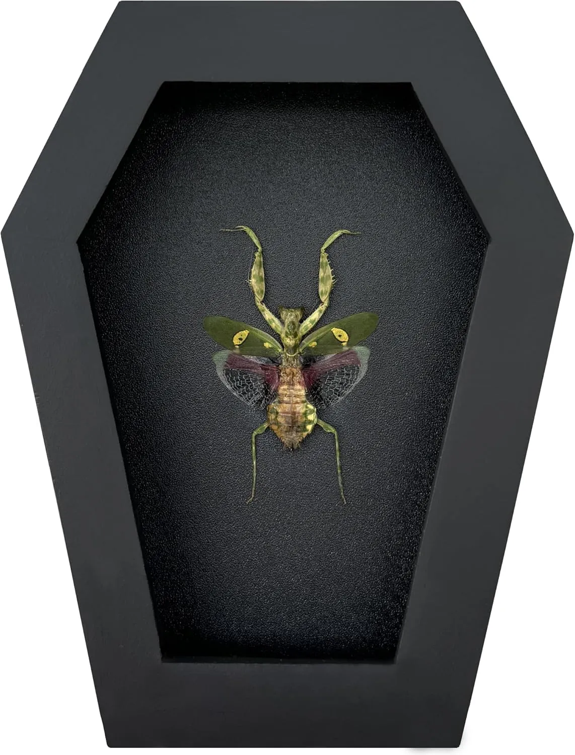 Mantis Beetle Coffin Black Frame Halloween Decor Spooky Gifts Dried Specimen Gothic Decor Taxidermy Gift Entomology Curiosities Shadow Box Oddity Hanging Display Wall Home Decor CF12-62-DE