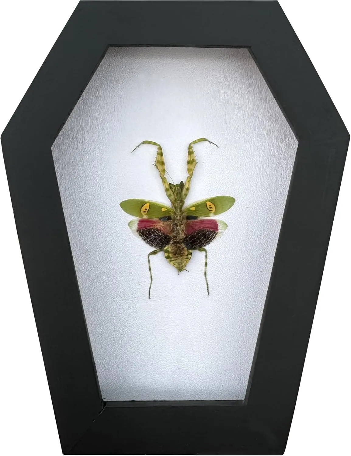 Mantis Beetle Coffin White Frame Halloween Decor Spooky Gifts Dried Specimen Gothic Decor Taxidermy Gift Entomology Curiosities Shadow Box Oddity Hanging Display Wall Home Decor CF12-62-TR