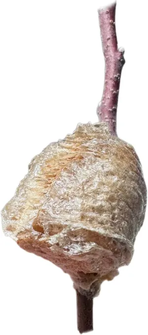 Praying Mantis Egg Case, Natural Praying Mantis Ootheca