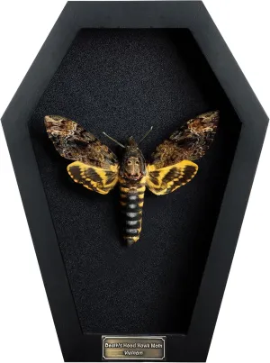 Real Dead Head Moth Coffin Gothic Decor Taxidermy Gift Dried Specimen Entomology Curiosities Shadow Box Witchy Decor Display Oddity Hanging Display Table Wall Room Decor CF18-01-DE