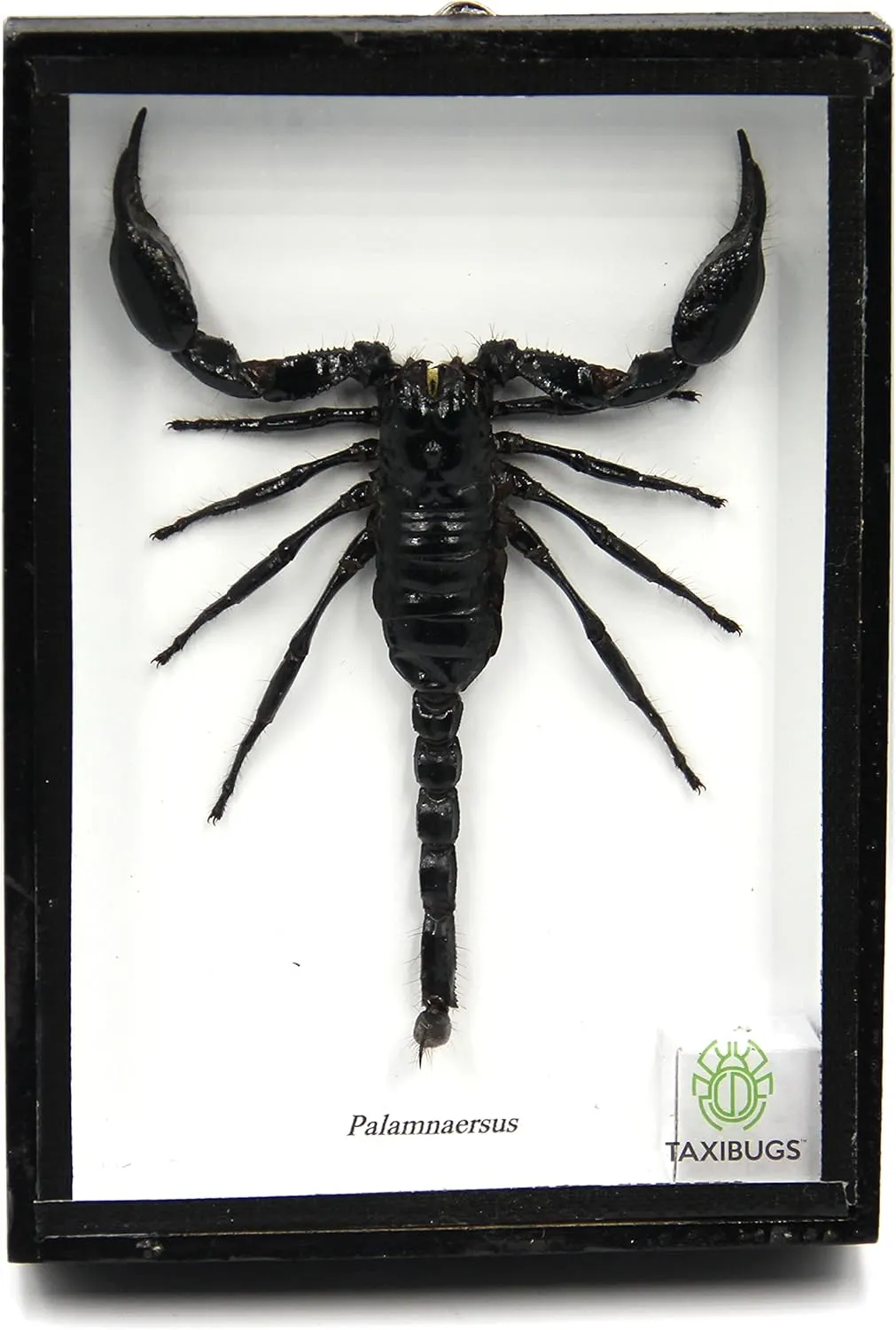 Real Exotic Poisonous Scorpion – Preserved Taxidermy Insect Bug Collection Framed in a 3D Wooden Frame as Pictured Taxidermy (Black Wooden Box)