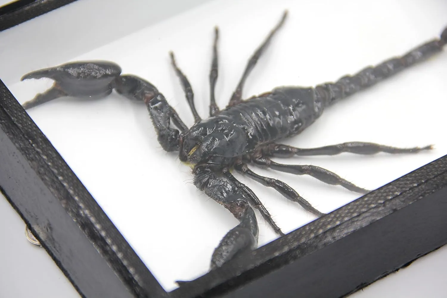 Real Exotic Poisonous Scorpion – Preserved Taxidermy Insect Bug Collection Framed in a 3D Wooden Frame as Pictured Taxidermy (Black Wooden Box)