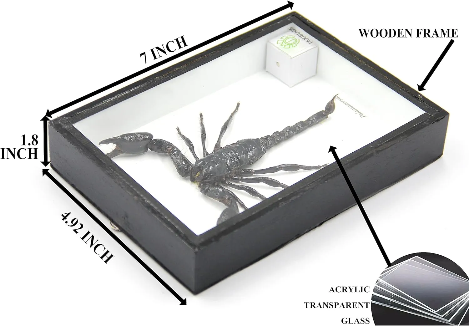 Real Exotic Poisonous Scorpion – Preserved Taxidermy Insect Bug Collection Framed in a 3D Wooden Frame as Pictured Taxidermy (Black Wooden Box)
