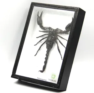 Real Exotic Poisonous Scorpion – Preserved Taxidermy Insect Bug Collection Framed in a 3D Wooden Frame as Pictured Taxidermy (Black Wooden Box)