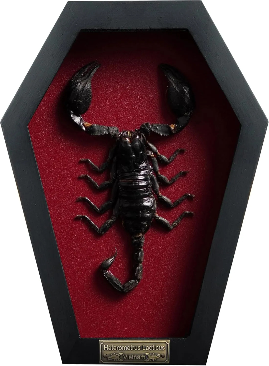 Real Large Scorpion Beetle Coffin Red Frame Dried Specimen Gothic Decor Taxidermy Gift Entomology Curiosities Crystal Shelf Shadow Box Display Oddity Hanging Display Table Wall Home Decor CF18-51-DO