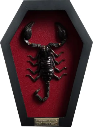 Real Large Scorpion Beetle Coffin Red Frame Dried Specimen Gothic Decor Taxidermy Gift Entomology Curiosities Crystal Shelf Shadow Box Display Oddity Hanging Display Table Wall Home Decor CF18-51-DO