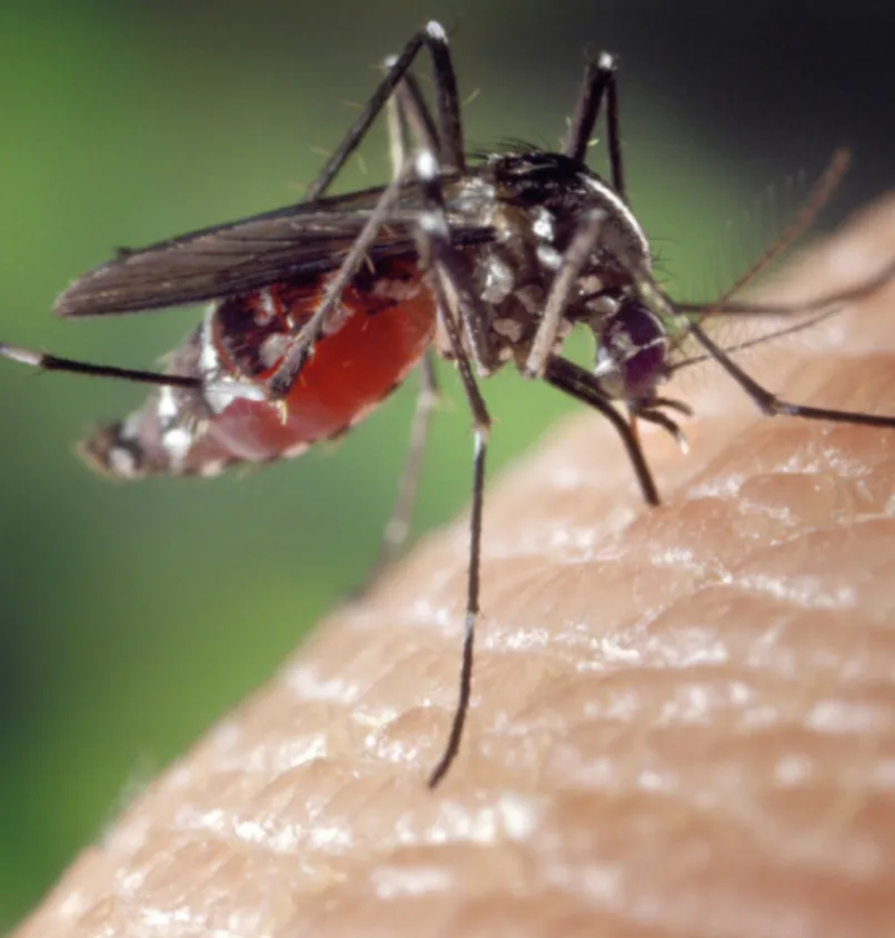 'Veto Mosquito'® Mosquito, Midge & Fly Repellent Spray